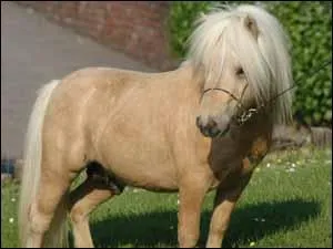 D'ou vient le shetland ?