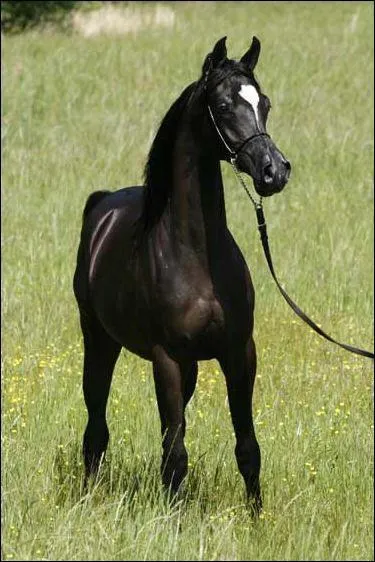 Qu'est-ce qu'un yearling ?