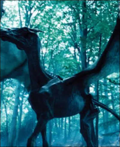 Ta créature préférée peut-elle voir les Sombrals (voir la mort) ?