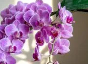 Quiz Quelques fleurs à reconnaître (2)