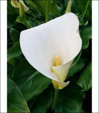 Quel est le nom de cette fleur dont le long cornet blanc est parfait en bouquet ?