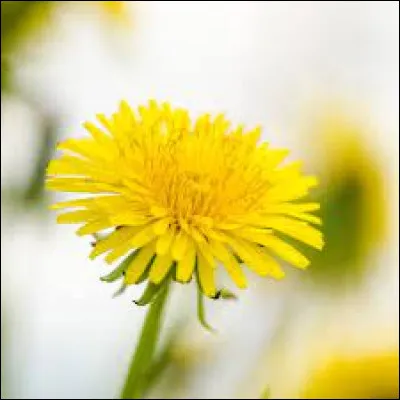 Comment s'appelle cette fleur qui porte également le nom de dent-de-lion ?