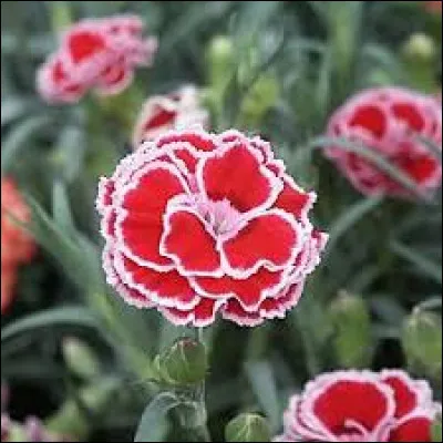 Quel est le nom de cette fleur dont les pétales sont généralement dentés ?