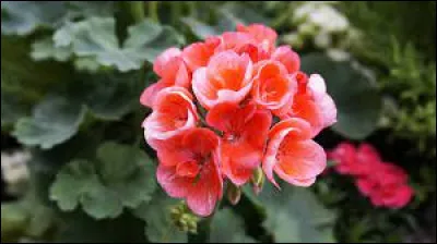 Comment s'appelle cette fleur qui s'avère efficace pour repousser les moustiques ?