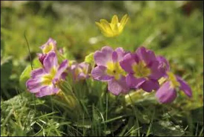 Quel est le nom de cette fleur fleurissant au printemps ?