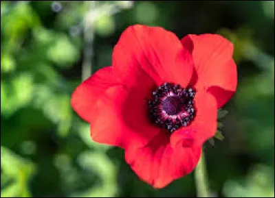 Comment se nomme cette fleur aux couleurs vives ?