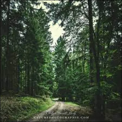Le département des Vosges est réputé pour ses forêts de...