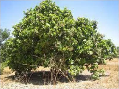 Que produit ce petite arbre appelé l'anacardier ?