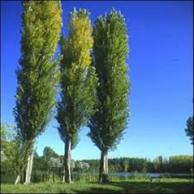 Ces arbres sont des...