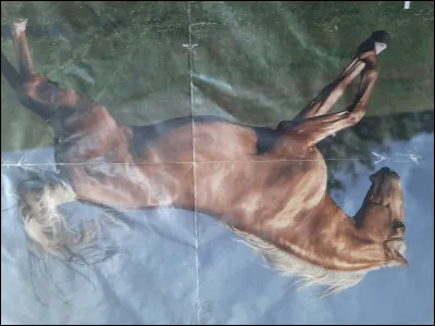 À quelle allure est le cheval ?