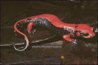 Traduisez 'salamandre' en espagnol !