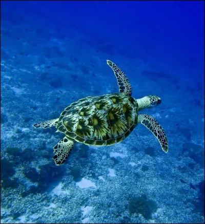 Ton animal préféré, c'est