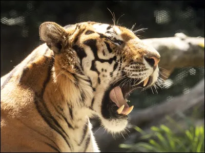 Quelle est la 4e lettre de ton prénom ?