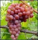 Comment dit-on 'raisin' en anglais ?