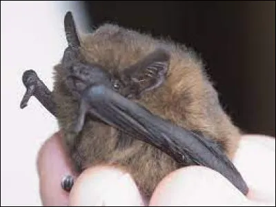 Quest-ce quune pipistrelle commune ?