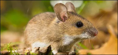 Quelle est sa proie pr&eacute;f&eacute;r&eacute;e ?