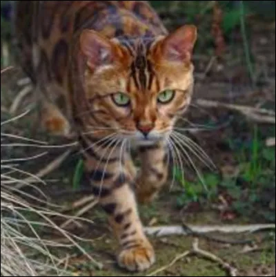 Quelle fonction préférerais-tu avoir ?