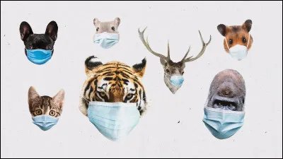 Quel animal préfères-tu ?