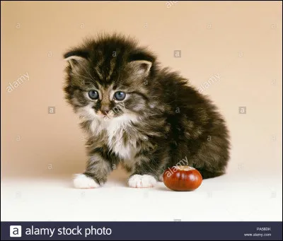 Quelle lettre est avant le S ?