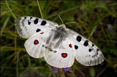 Animaux : Quel papillon diurne des montagnes d'Europe et d'Asie a les ailes postérieures ocellées de rouge ?