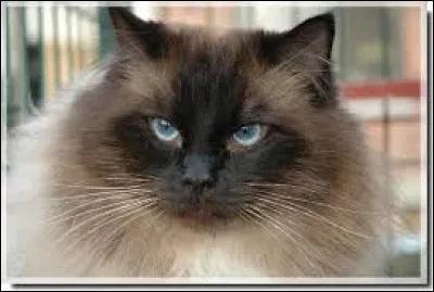 Quand elle est guerri&egrave;re, elle tombe amoureuse de...