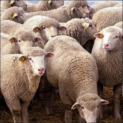 Lequel de ces chiens entre dans la cat&eacute;gorie des chiens de berger, selon la classification de la F&eacute;d&eacute;ration internationale ?