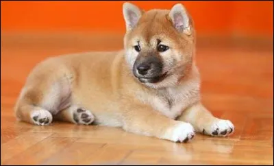 Tu vois un enfant jouer avec un gros chien.