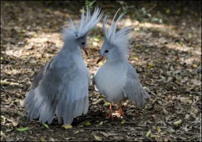 Quel est l'animal endémique et emblématique de la Nouvelle-Calédonie ?