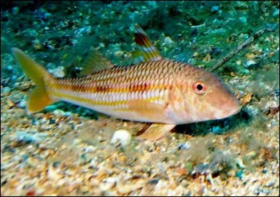 Complétez cet aphorisme : frisé comme un caniche et crotté comme un...