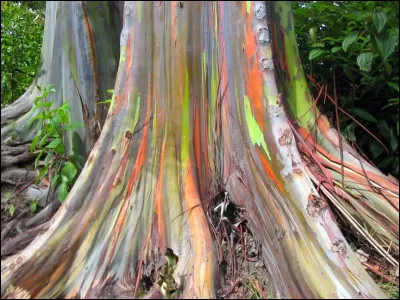 Quel est le nom de l'arbre ?