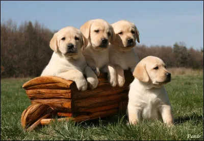 Quelle est la race de ce chien ?