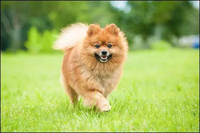 Quelle est la race de ce chien ?