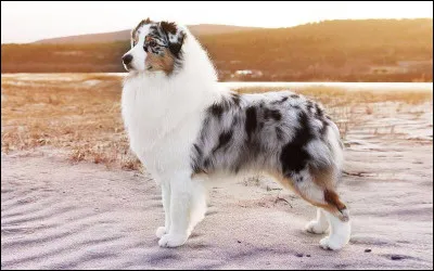 Quelle est la race de ce chien ?