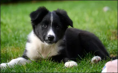 Quelle est la race de ce chien ?