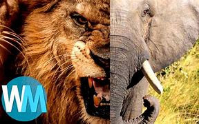 Quiz Animaux