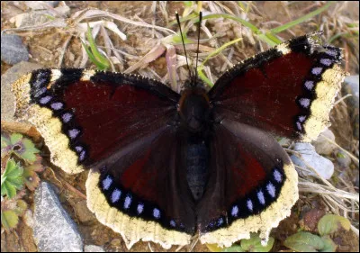 Ce papillon est un :