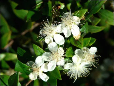 Arbuste &agrave; petites feuilles persistantes et &agrave; fleurs blanches odorantes :