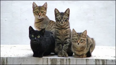 Et pour finir, tu voudrais être : 
(Ce ne sera pas forcément ton résultat.)