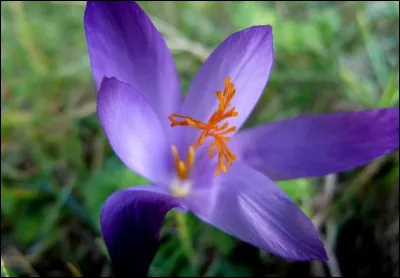 Quelle est cette fleur ?