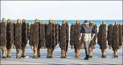 Qu'est-ce qu'un bouchot quand on parle de moules ?
