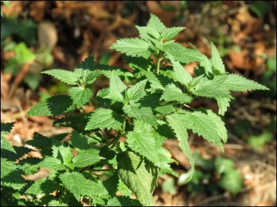 Quel effet engendre la consommation d'une soupe aux orties ?
 Il convient de connaître les habitudes du facteur et des chiens du quartier !