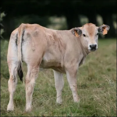 Où se situe le quasi dans le veau ?