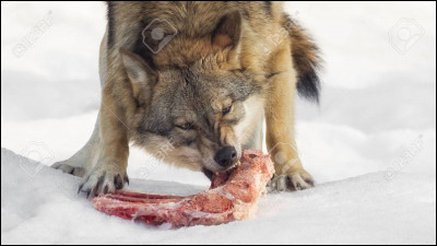 Les loups mangent-ils les élans ?