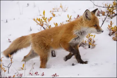 Tu es à la montagne et vois un renard blessé, comment réagis-tu ?