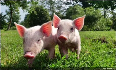 Et le "cochon", comment le dit-on, en anglais ?