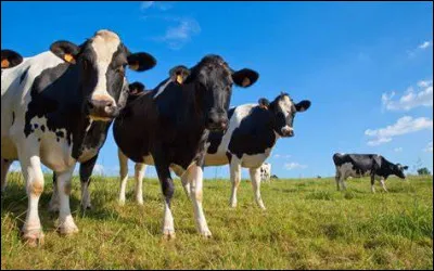 Et maintenant comment dit-on la "vache", cet animal qui produit du lait, mais qui n'en boit pas ?