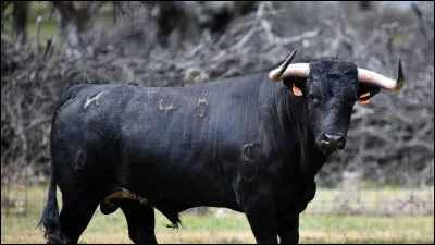 Comment se dit le "taureau", en anglais ?