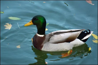 Et canard, comment ça se dit-il ?