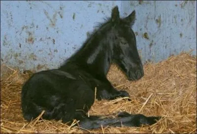 Son caractre est ... .