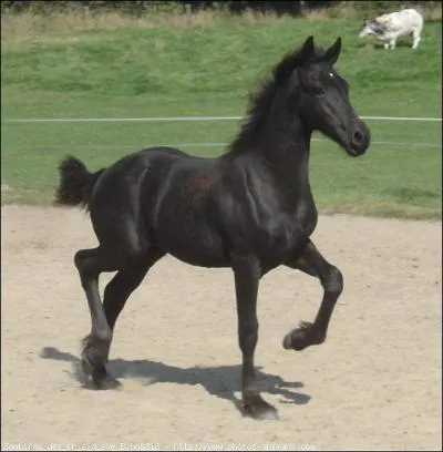 Il s'avre un excellent cheval de ...